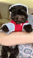 PIERRE - RICH DARK CHOCOLATE ❤️❤️❤️, a male Yorkshire Terrier and Morkie for sale in San Marcos, TX – 1 of 9