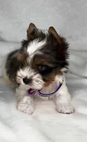 Blueberry- SMALL baby & BLUE EYE🔥🔥🔥, a male Yorkshire Terrier for sale in San Marcos, TX – 10 of 10