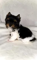 Dexter- TINY PARTI  ❤️❤️❤️, a male Yorkshire Terrier for sale in San Marcos, TX – 3 of 10