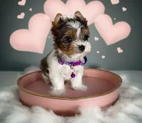 Blueberry- SMALL baby & BLUE EYE🔥🔥🔥, a male Yorkshire Terrier for sale in San Antonio, TX – 2 of 4