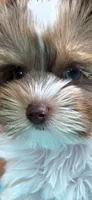 Jules- Blue eye and SMALL ❤️, a male Yorkshire Terrier for sale in San Marcos, TX – 3 of 3