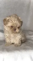 KODA-  RARE Lavender Beauty 💜💯, a male Shih Tzu for sale in San Antonio, TX – 10 of 10