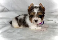 Blueberry- SMALL baby & BLUE EYE🔥🔥🔥, a male Yorkshire Terrier for sale in San Antonio, TX – 4 of 4