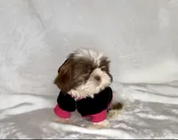 Laney- TINY alert 🔥🔥, a female Shih Tzu for sale in San Antonio, TX – 8 of 8