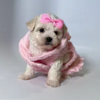 Pearl- Small Purse baby 🔥💜🔥, a female Maltipoo and Poodle - Toy  for sale in San Marcos, TX – 1 of 1