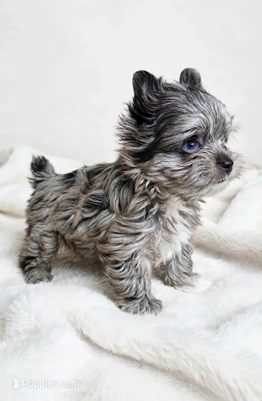 Toodles- MERLE-BLUE EYES!!🔥🔥POLAND* – Yorkshire Terrier puppy for sale in San Marcos, TX