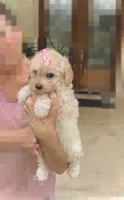 LUNA - TOY Maltipoo ❤️, a female Maltipoo and Poodle - Toy  for sale in San Marcos, TX – 3 of 5