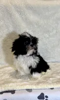 Gigi- sweetheart girl ❤️, a female Shih Tzu for sale in Austin, TX – Photo 2 of 9