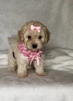 Lola - Toy Maltipoo 💕, a female Maltipoo and Poodle - Toy  for sale in San Marcos, TX – 4 of 5