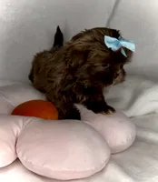 Spice- Imperial Chocolate baby 🔥❤️🔥, a female Shih Tzu for sale in San Marcos, TX – 3 of 6