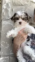 WYATT- TRI Color beauty light eyes 🔥💜🔥, a male Maltese and Morkie for sale in San Marcos, TX – 6 of 6