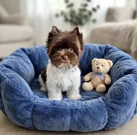 CYRUS- SMALL ALERT 1.8lb, a male Yorkshire Terrier for sale in San Marcos, TX – 4 of 4
