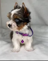 ACE- BLUE eye SMALL 🔥❤️🔥, a male Biewer for sale in San Antonio, TX – 1 of 5