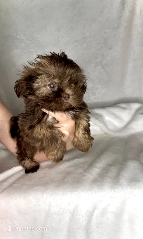 Rascal - PLAYFUL IMPERIAL Chocolate🔥🔥 – Shih Tzu puppy for sale in San Marcos, TX