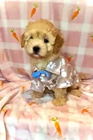 Odie-  SWEETHEART ❤️❤️, a male Maltipoo and Maltese for sale in Austin, TX – Photo 3 of 4