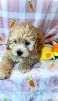 Odie-  SWEETHEART ❤️❤️, a male Maltipoo and Maltese for sale in Austin, TX – Photo 4 of 4