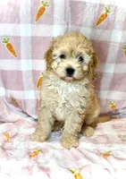 Odie-  SWEETHEART ❤️❤️, a male Maltipoo and Maltese for sale in Austin, TX – Photo 2 of 4