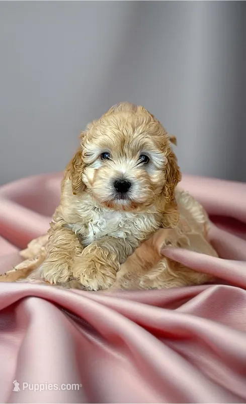 Odie-  SWEETHEART ❤️❤️ – Maltipoo, Maltese puppy for sale in Austin, TX