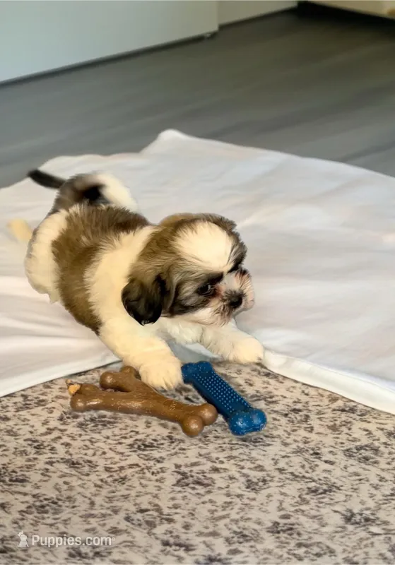 Woody- Great with kids ❤️ – Shih Tzu puppy for sale in San Antonio, TX