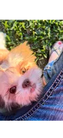 BELLA- Beautiful red 🔥💯🔥, a female Shih Tzu for sale in San Marcos, TX – 5 of 8