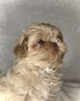 KODA-  RARE Lavender Beauty 💜💯, a male Shih Tzu for sale in San Antonio, TX – 8 of 10