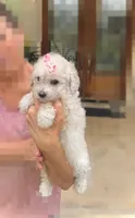 Princess- Designer female 🔥💯🔥, a female Maltipoo and Poodle - Toy  for sale in Fort Worth, TX – 3 of 6