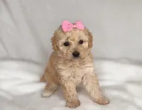 JESS-  SMALL GIRL 💕, a female Maltipoo and Poodle - Toy  for sale in San Marcos, TX – 2 of 2
