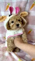 Bailey - Small Maltipoo 💜, a male Maltipoo and Maltese for sale in Austin, TX – Photo 4 of 7