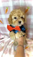 Bailey - Small Maltipoo 💜, a male Maltipoo and Maltese for sale in Austin, TX – Photo 2 of 7