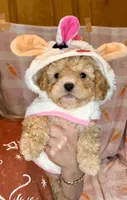 Bailey - Small Maltipoo 💜, a male Maltipoo and Maltese for sale in Austin, TX – Photo 6 of 7