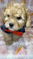 Bailey - Small Maltipoo 💜, a male Maltipoo and Maltese for sale in Austin, TX – Photo 3 of 7