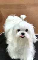 WYATT- TRI Color beauty light eyes 🔥💜🔥, a male Maltese and Morkie for sale in San Marcos, TX – 8 of 8