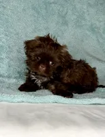 SIMBA- DoLL Face Small Boy 💜💯💜, a male Shih Tzu for sale in San Marcos, TX – 6 of 9