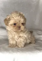 KODA-  RARE Lavender Beauty 💜💯, a male Shih Tzu for sale in San Antonio, TX – 9 of 10