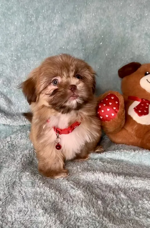 Bailey- golden Sweetheart 🔥❤️🔥 – Shih Tzu puppy for sale in San Antonio, TX