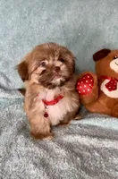 Bailey- golden Sweetheart 🔥❤️🔥, a male Shih Tzu for sale in San Antonio, TX – 1 of 8