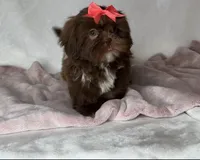 Coco- Chocolate with light eyes ❤️, a female Shih Tzu for sale in San Marcos, TX – 2 of 7