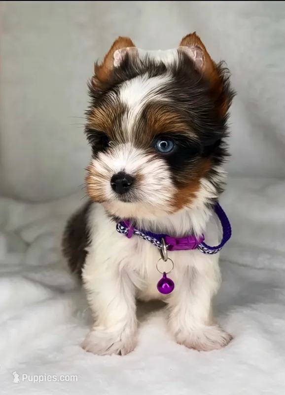 Blueberry- SMALL baby & BLUE EYE🔥🔥🔥 – Yorkshire Terrier puppy for sale in San Marcos, TX