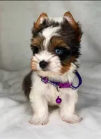 Blueberry- SMALL baby & BLUE EYE🔥🔥🔥, a male Yorkshire Terrier for sale in San Marcos, TX – 1 of 10