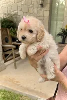 LUNA - TOY Maltipoo ❤️, a female Maltipoo and Poodle - Toy  for sale in San Marcos, TX – 4 of 5