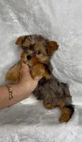 PEPPER- TINY MERLE💯 blue sparkle eye💙, a female Yorkshire Terrier for sale in Austin, TX – 1 of 3