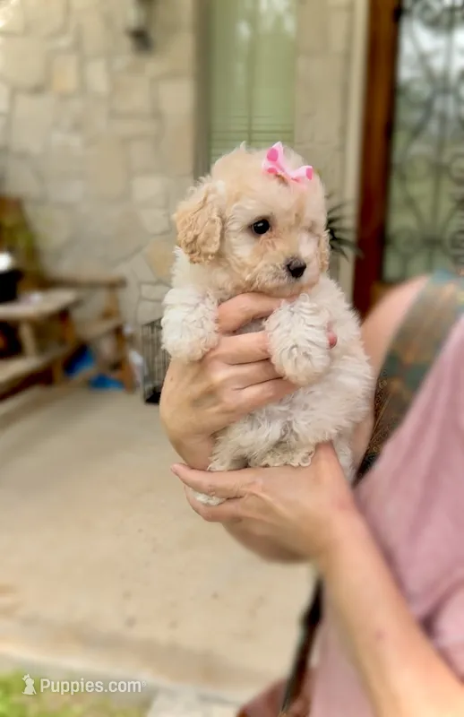 LUNA - TOY Maltipoo ❤️ – Maltipoo, Poodle - Toy  puppy for sale in San Marcos, TX