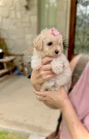 LUNA - TOY Maltipoo ❤️, a female Maltipoo and Poodle - Toy  for sale in San Marcos, TX – 1 of 5