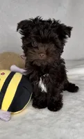 SCOOTER. 🔥See VIDEO! 🔥❤️, a male Yorkshire Terrier and Morkie for sale in San Marcos, TX – 8 of 10
