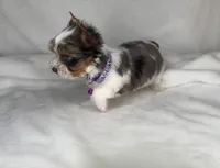 Blueberry- SMALL baby & BLUE EYE🔥🔥🔥, a male Yorkshire Terrier for sale in San Marcos, TX – 9 of 10