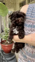 Scooter- RICH DARK CHOCOLATE 🔥❤️🔥, a male Yorkshire Terrier and Morkie for sale in San Marcos, TX – 2 of 8