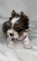 ACE- BLUE eye SMALL 🔥❤️🔥, a male Biewer for sale in San Marcos, TX – 7 of 8