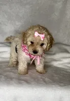 Lola - Toy Maltipoo 💕, a female Maltipoo and Poodle - Toy  for sale in San Marcos, TX – 5 of 5