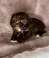 CODY-J  Brown button nose- Lt EYES ❤️, a male Shih Tzu for sale in San Marcos, TX – 2 of 5