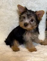 Maisey - perfect angel 🔥, a female Yorkshire Terrier for sale in Austin, TX – Photo 5 of 5